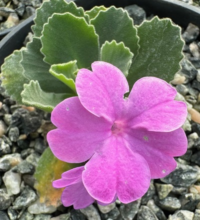 Primula allionii Stella